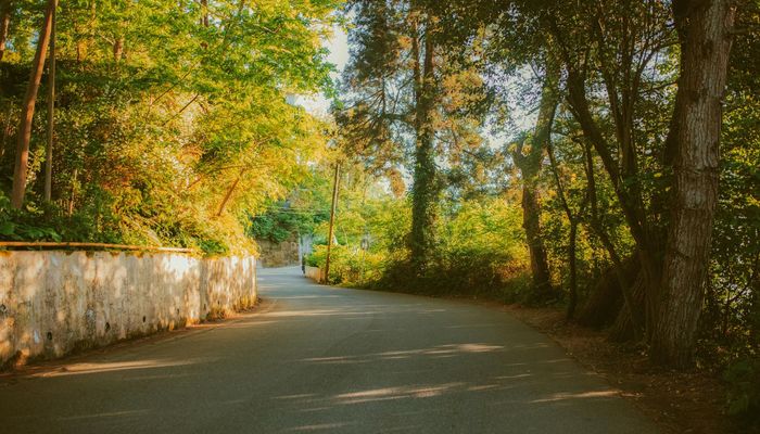 A beautiful path winding through a sunlit forest, symbolizing a personal journey.